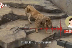 Thế giới - Mạng xã hội Trung Quốc dậy sóng hình ảnh ‘chúa sơn lâm’ chỉ còn da bọc xương trong vườn thú