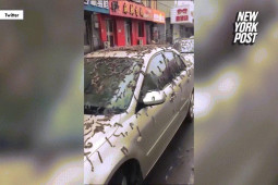 Thế giới - Video: Cảnh "mưa sâu" gây kinh hãi ở Trung Quốc