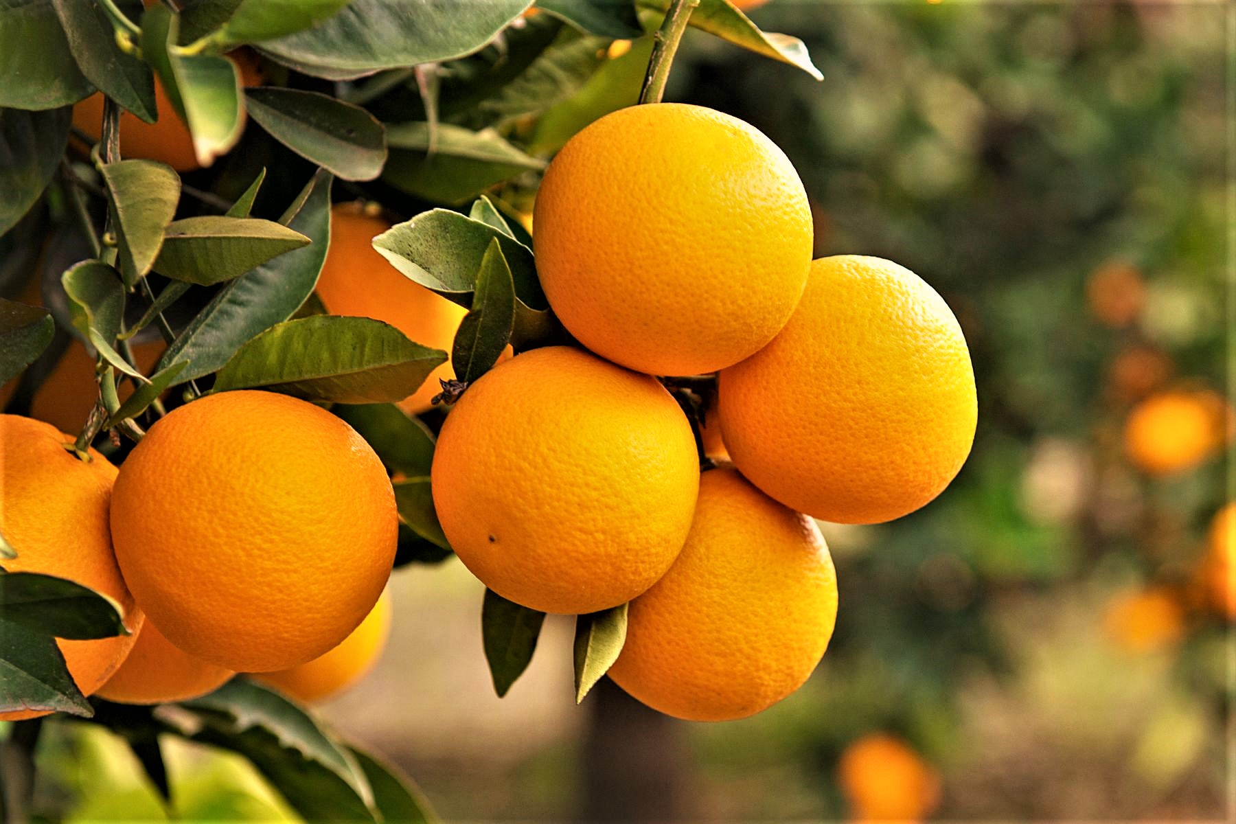 10 loại trái cây có tác dụng đặc biệt làm tăng chất lượng tinh trùng - 7
