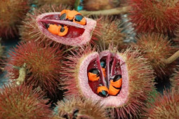 Thị trường - Tiêu dùng - Quả lạ “đội lốt” chôm chôm, nhân đỏ như máu, lấy hạt đem bán kiếm gần 400 nghìn/kg