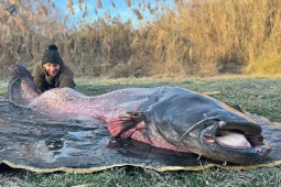 Đi câu cá chép, không ngờ bắt được “thủy quái” da trơn khổng lồ nặng hơn 100kg