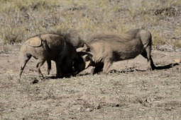 Phi thường - kỳ quặc - Video: Cuộc chiến đẫm máu giữa 2 con lợn rừng