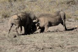 Phi thường - kỳ quặc - Video: Cuộc chiến đẫm máu giữa 2 con lợn rừng