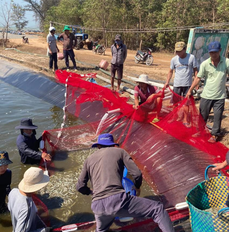 Toàn bộ tôm thương phẩm trong 3 hồ đều chết sạch. Ảnh LL