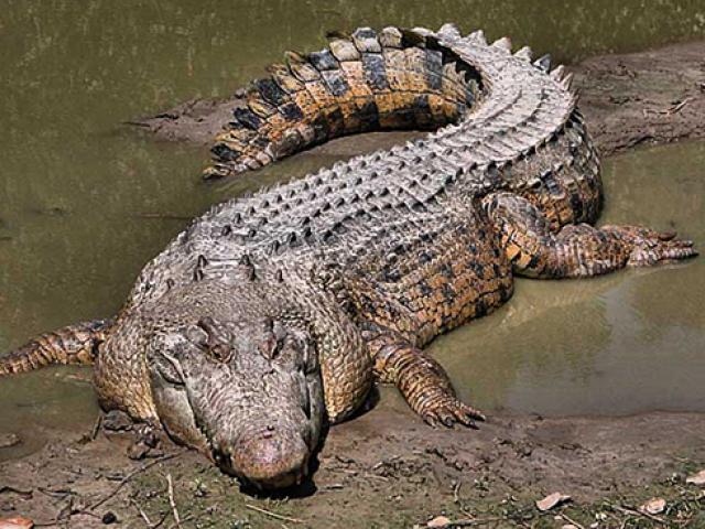 Cá sấu khổng lồ phục kích đoạt mạng chuột túi trong nháy mắt