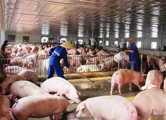 Giá lợn hơi ở mức thấp trong khi giá thức ăn chăn nuôi đang khiến người dân thua lỗ nặng.