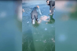 Video: Người đàn ông bơi dưới mặt băng trên hồ nước và cảnh đáng sợ khi mất phương hướng