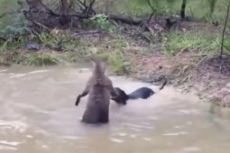 Media - Hùng hổ tấn công, chó săn liên tục bị kangaroo dìm xuống nước