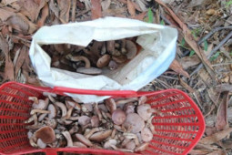 Thị trường - Tiêu dùng - "Lộc trời" ở Việt Nam mọc tua tủa sau mưa, vị đắng ngắt nhưng là đặc sản dân bán "hốt bạc"