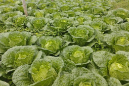 Thị trường - Tiêu dùng - Cải thảo Sơn La giá rẻ như cho, chỉ hơn 1.000 đồng/kg, nhà vườn thất thu