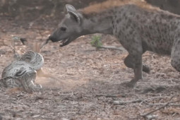 Media - Siết chặt nai con, trăn đá vẫn bị "kẻ xấu xa" cướp mất mồi