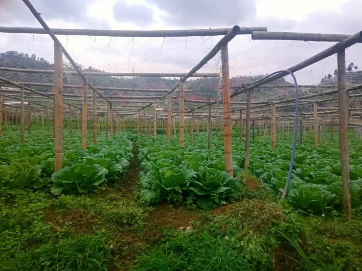 Cải thảo giá bán rẻ như cho, chỉ hơn 1.000 đồng/kg.