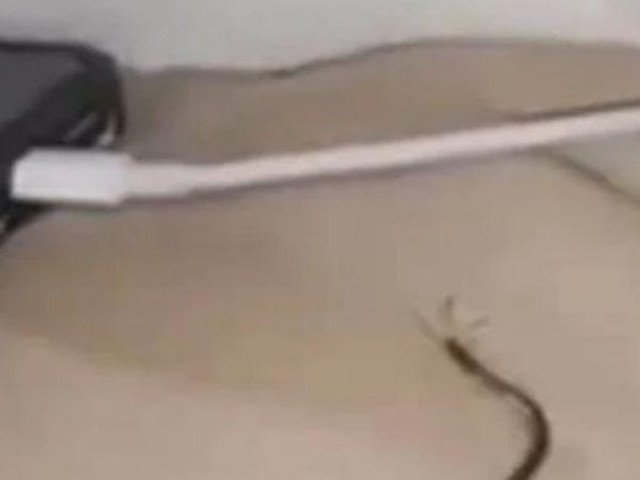 Phi thường - kỳ quặc - Đang ngủ thì thấy đầu, mặt đau buốt, người phụ nữ sợ hãi khóc nức nở vì phát hiện thứ này