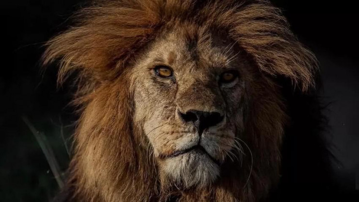 Vua sư tử Bob Junior đã thống trị vườn Serengeti 7 năm. Ảnh: BBC