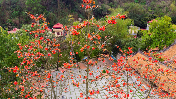 Mê mẩn ngắm hoa gạo nở đỏ rực bên ngôi chùa nghìn năm tuổi tại Hà Nội - 2