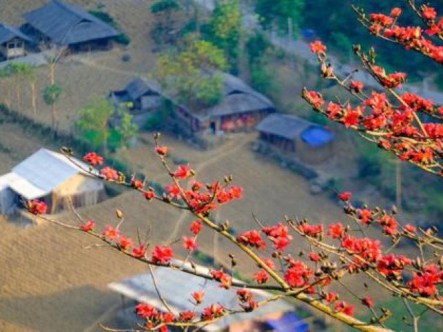 Mê mẩn ngắm hoa gạo rực đỏ núi rừng Hà Giang