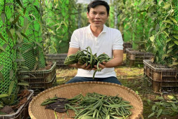 Thị trường - Tiêu dùng - Thứ gia vị đắt thứ 2 thế giới, ăn một miếng bay tiền triệu, Việt Nam đã trồng thành công
