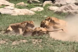 Media - Đàn sư tử hỗn chiến ác liệt tranh giành lãnh thổ