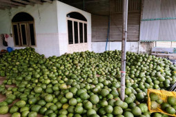 Thị trường - Tiêu dùng - Quả bưởi non thải loại trước vứt đi, nay được thương lái "ráo riết" tìm mua