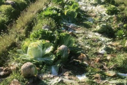 Kinh doanh - Ông nông dân mất hơn nửa tỷ đồng ở ruộng cải thảo, lý do đằng sau mới ngã ngửa