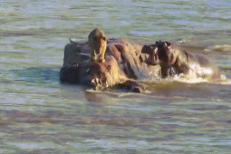 Phi thường - kỳ quặc - Video: Sư tử đực bơ vơ ở mỏm đá giữa sông, bị hà mã xông tới tấn công