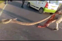 Phi thường - kỳ quặc - Video: Bị kéo ra giữa đường, trăn khủng "nổi điên" chồm lên đớp thẳng vào cảnh sát