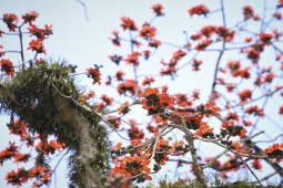 Tin tức trong ngày - Mê mẩn những cây hoa gạo cổ thụ bung nở như tranh