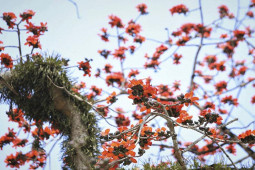 Tin tức trong ngày - Mê mẩn những cây hoa gạo cổ thụ bung nở như tranh