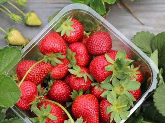 Sức khỏe đời sống - Dâu tây vào mùa ngon-bổ-rẻ, nhưng khi ăn nên nhớ kỹ điều này