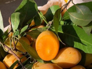 Thị trường - Tiêu dùng - Thanh trà giá rẻ như cho ngập chợ mạng