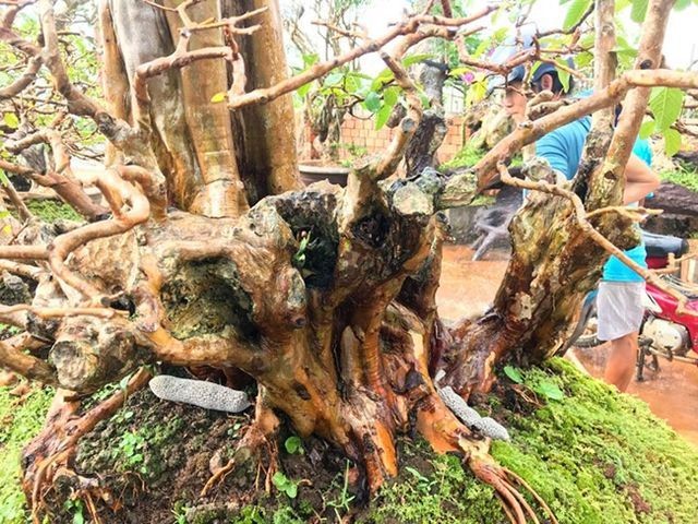Chỉ cần nhìn vào thân, nốt sần, lớp vỏ và u cục trên cây là có thể đánh giá được độ tuổi cũng như giá trị của cây. Ảnh: Dân Việt&nbsp;