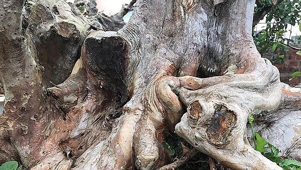 &nbsp;Rễ cây bám vào các hốc đá tạo ra nhiều u cục. Ảnh: Thuonghieusanpham