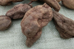 Ẩm thực - Củ của loại cây này rất quý giá, nhà nhà rủ nhau trồng để đổi đời