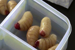 Ẩm thực - Clip: Đầu bếp làm kẹo ấu trùng bọ cánh cứng siêu thực