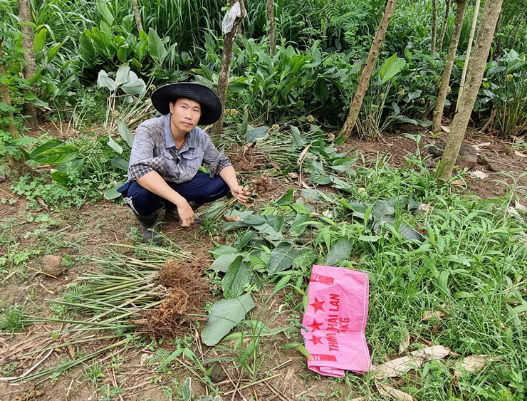 Loại cây được anh Hỷ A Phương (trú tại Thanh Bình, Trảng Bom, Đồng Nai) lựa chọn làm kinh tế là cây lá dong.
