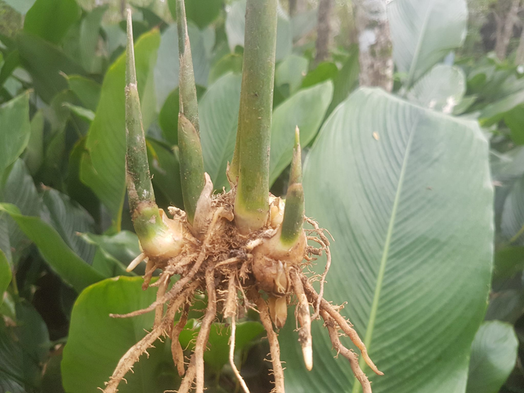 Một ưu điểm của cây lá dong nữa là chỉ cần một lần xuống giống là có thể thu hoạch từ 10-15 năm nên người trồng có thể thu lợi nhuận cao.
