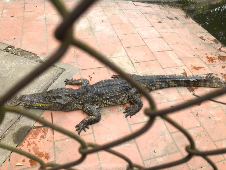 Nỗi lo cá sấu sổng chuồng ở công viên lớn nhất Nghệ An - 9