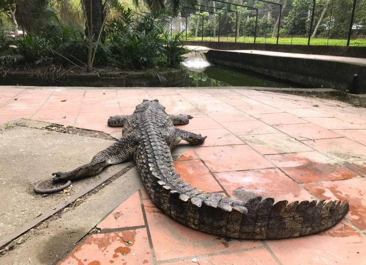 Nỗi lo cá sấu sổng chuồng ở công viên lớn nhất Nghệ An - 13