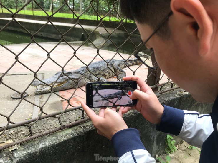 Nỗi lo cá sấu sổng chuồng ở công viên lớn nhất Nghệ An - 14
