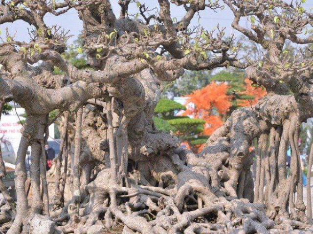 Thị trường - Tiêu dùng - Chiêm ngưỡng cây sanh cổ 10 tỷ đồng, dáng lạ, chủ nhân bật mí chi tiết bắt mắt