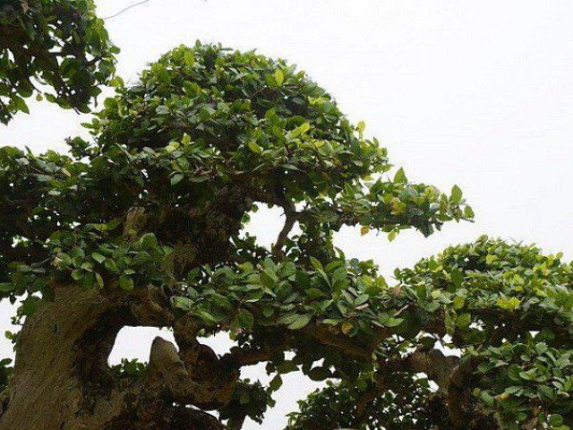 Thị trường - Tiêu dùng - Tận mắt thấy "sanh dáng long" cổ thụ, giá 1,2 tỷ chủ cây chưa gật đầu