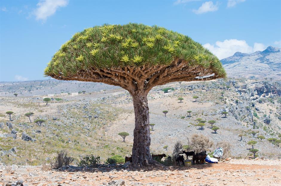 Những địa danh tuyệt đẹp trên thế giới có nguy cơ biến mất - 10