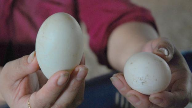 Nếu bạn có cảm giác chắc, nặng tay thì đây là những quả trứng non nhiều nước, có đầy đủ lòng trắng và đỏ