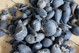 Thị trường - Tiêu dùng - Tưởng củ khoai thâm đen, hóa ra là sâm rừng trị giá bạc triệu