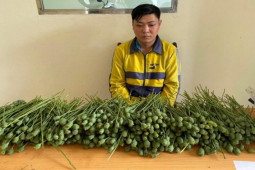 Pháp luật - Thanh niên bày bán 5 kg cây thuốc phiện trước cổng trường