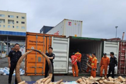 Thị trường - Tiêu dùng - Bắt giữ lô ngà voi nhập lậu lớn nhất từ trước đến nay tại Hải Phòng