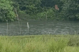 Media - Hổ tung đòn khủng khiếp, hạ gục con hươu đang vượt sông