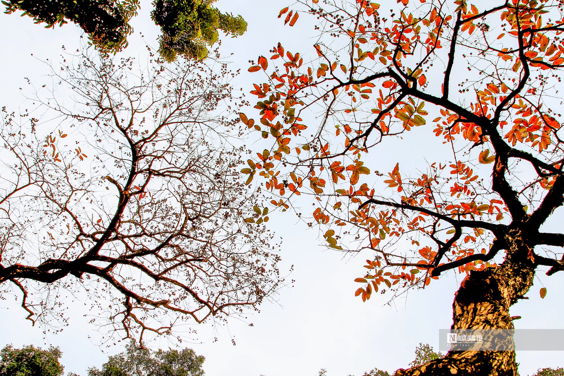 Hà Nội mùa cây thay lá - 16