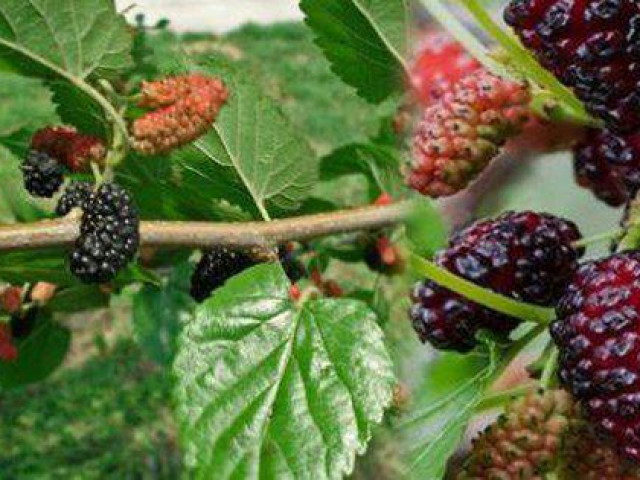 Sức khỏe đời sống - 7 cách dùng quả dâu chữa bệnh