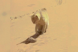 Media - Tung liên hoàn cước, mèo "có võ" khiến rắn sừng sa mạc kịch độc trọng thương